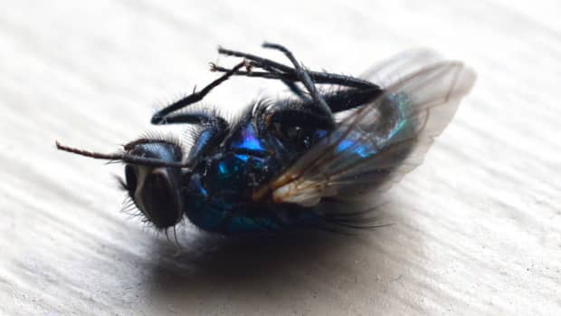 Drain Flies/Moths: Signs of Household Plumbing Leaks - Dengarden
