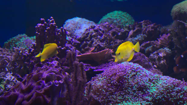 yellow-coloured-fish