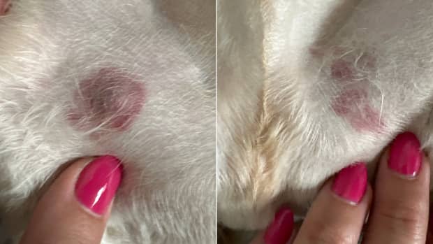 how do you get rid of puppy pyoderma