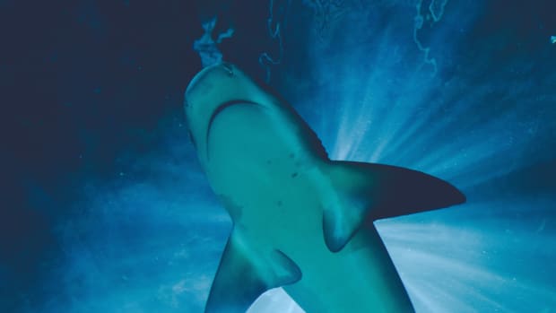 songs-about-sharks