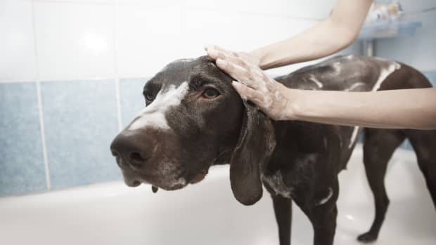 what can you do for dog dandruff