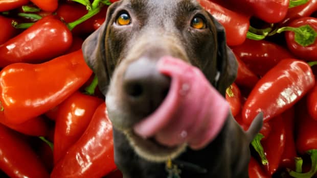Can Chinchillas Eat Peppers? A Nutritional Guide to Feeding Your Furry Friend