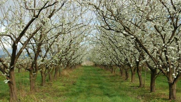 facts-about-the-plums-description-types-and-uses