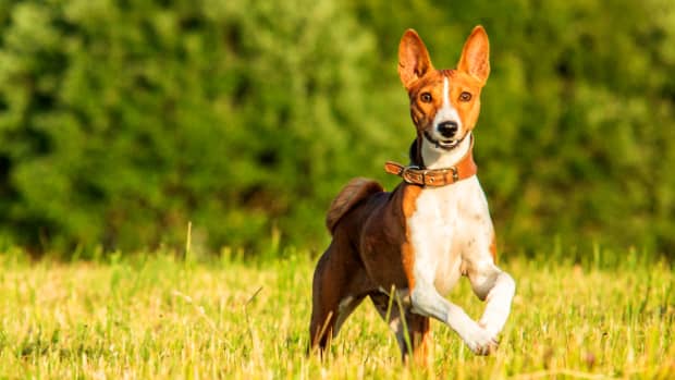 can a basenji and a german shepherd dog be friends