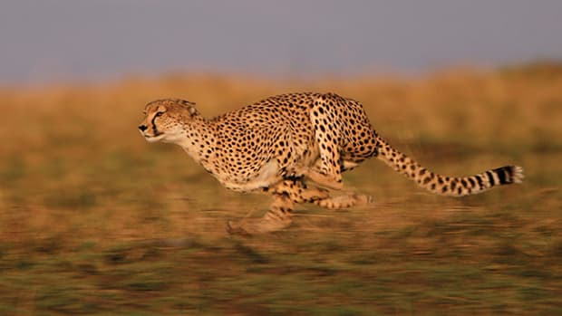 Cheetah logo. Nature speed brand icon. Fastest land animal symbol