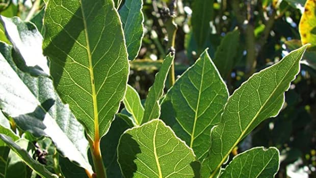 bay-leaf-the-miracle-herb