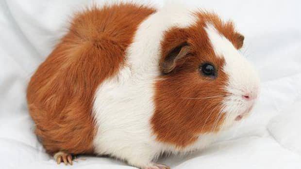 can-guinea-pigs-eat-ferns