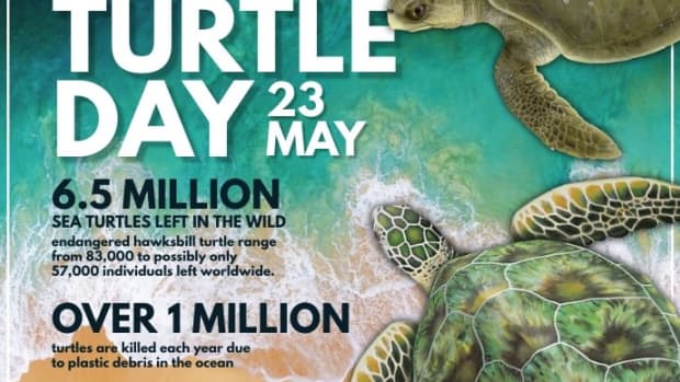 the-story-of-turtles-roamed-our-oceans-for-100-million-years