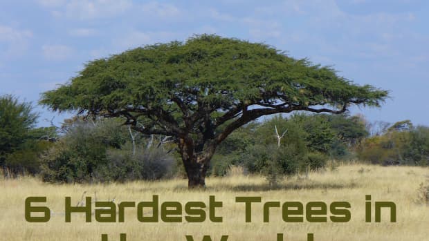 澳大利亚 - 洛克最高的树 - 世界上