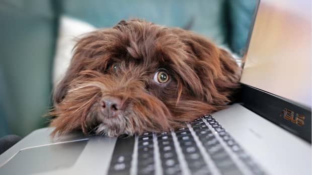 how-to-stop-your-dogs-barking-when-working-from-home