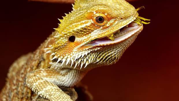 feeding-guide-for-your-bearded-dragon