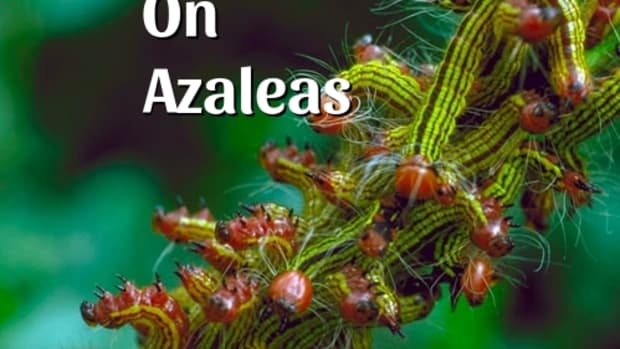 caterpillars-on-azalea-plants