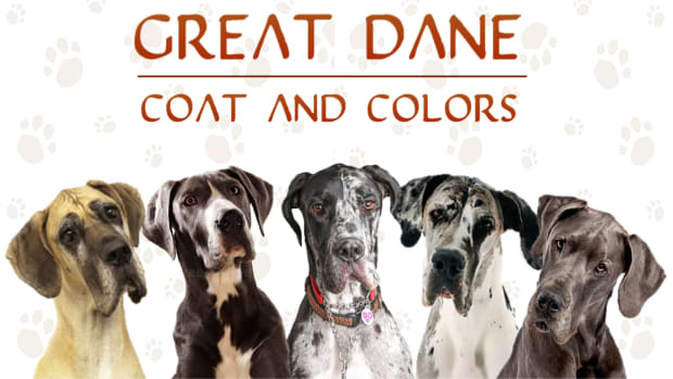 great-dane-coat-and-color-varieties
