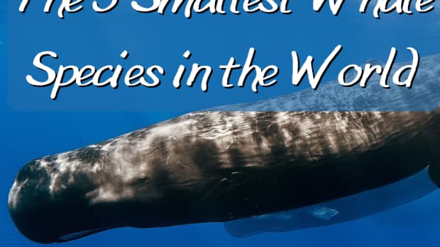 前5个最小的Whale物种在世界范围内