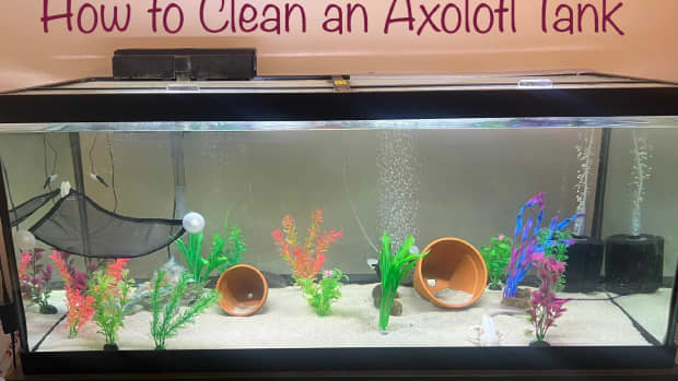 how-to-clean-an-axolotl-tank-the-easy-way