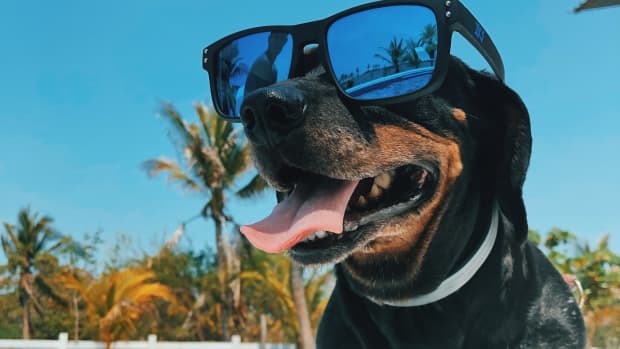 keep-your-pets-safe-and-happy-all-summer-long