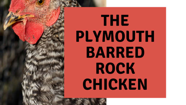 Plymouth Bard-Rock-Chicken
