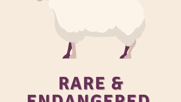 rare-and-endangered-sheep-breeds