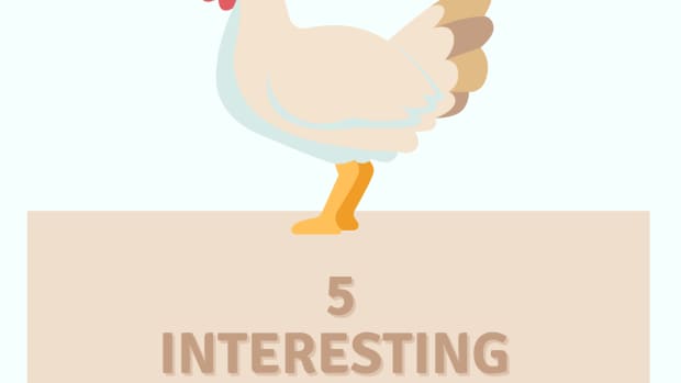 五倍和uncommon-chicken-breeds