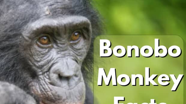 bonobo-monkey