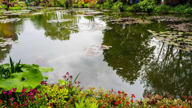 hydrophytes-the-outdoor-garden-water-pond-plants