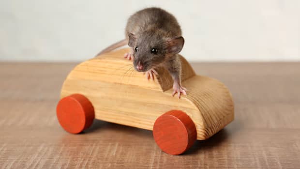 how-do-i-get-the-mice-out-of-my-car