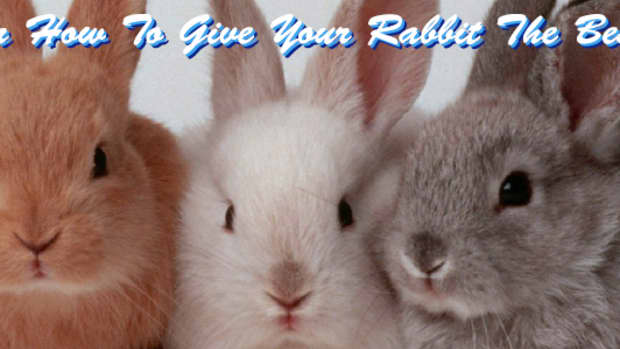 how-to-give-my-rabbit-the-best-life