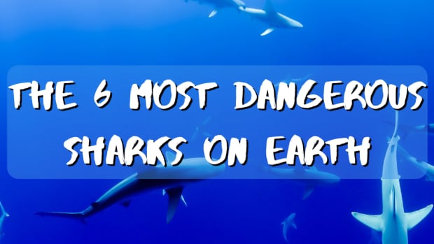 the-largest-sharks-in-the-world-nightmares-beneath-the-waves