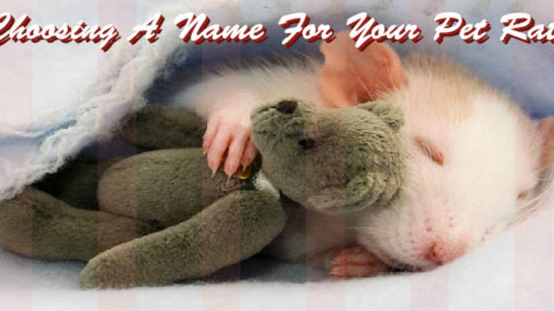 how-to-choose-a-name-for-your-pet-rat