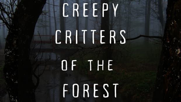 tales-of-the-lumberjacks-fearsome-critters-of-the-forest