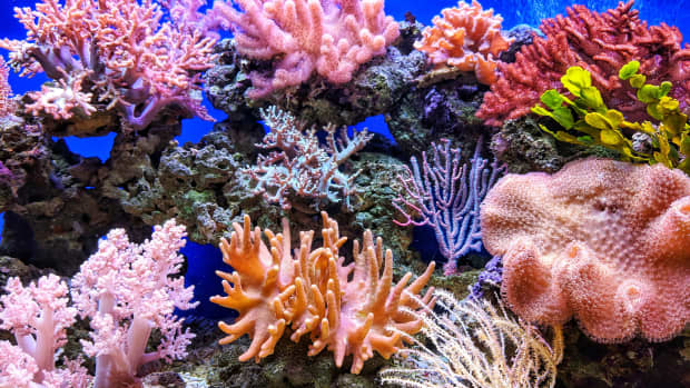 珊瑚释放的环境旅游和经济学