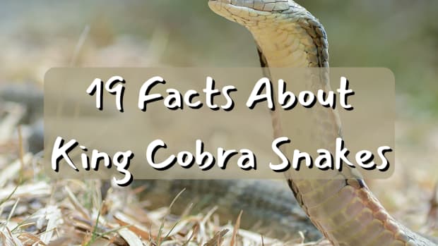 19-awesome-facts-about-king-cobra-snakes