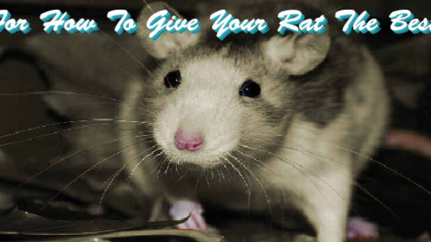 how-to-give-my-rat-the-best-life