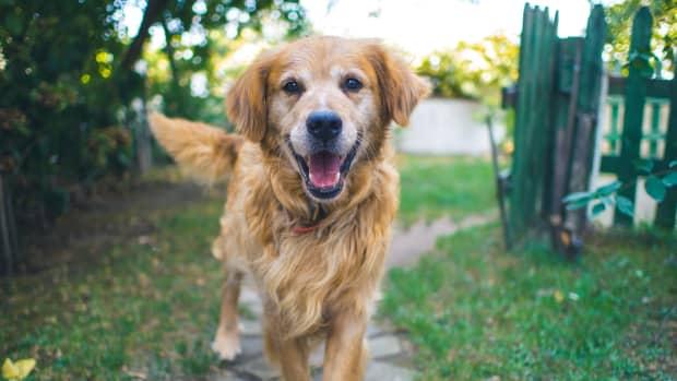 the-golden-retriever-friendly-affectionate-and-highly-intelligent