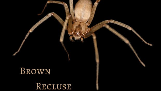 brown-recluse-spider-bite-pictures-stages-symptoms-causes-treatment