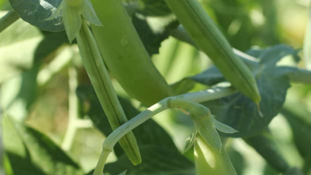 growing-peas-without-trellis