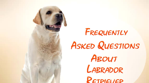 21-most-popular-questions-about-labrador-retriever