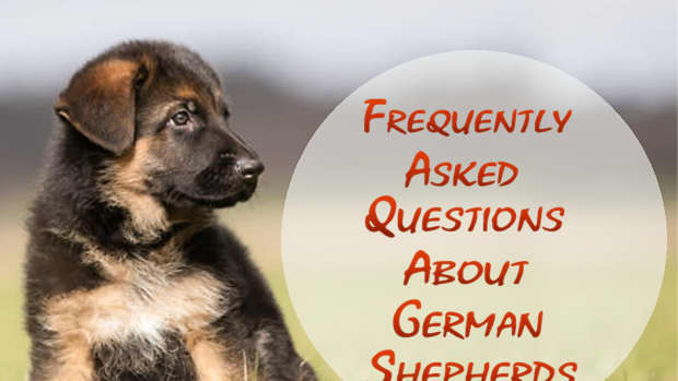 21-most-popular-questions-about-german-shepherds