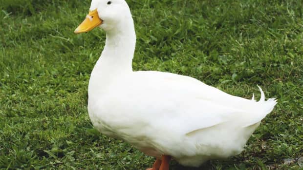 best-pet-ducks-for-beginners