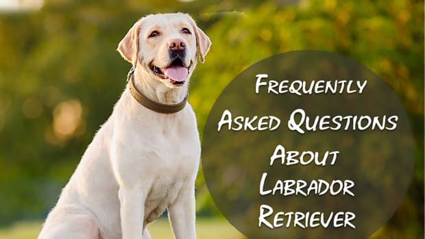 21-most-popular-questions-about-labrador-retriever