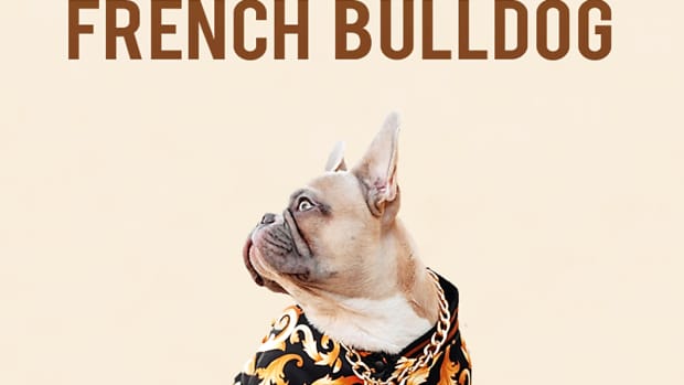 21-most-popular-questions-about-french-bulldog