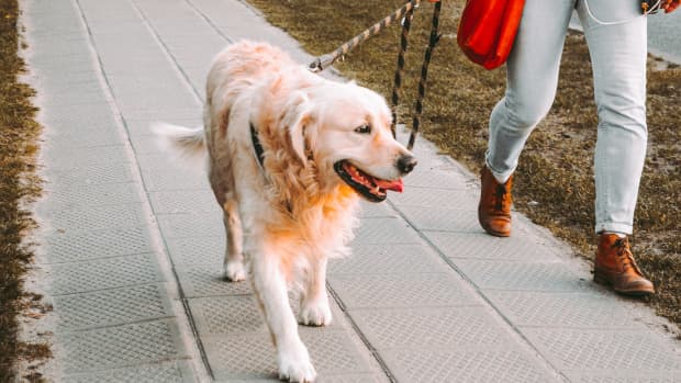 3-reasons-you-should-walk-your-dog-daily