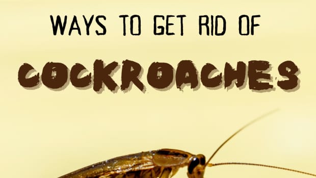 10-non-toxic-ways-to-eliminate-of-roaches