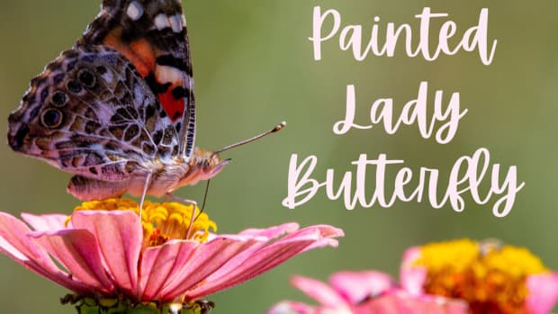 raising-painted-laidy-butterflies-no-kit-required