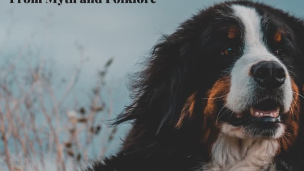 12-names-from-swiss-folklore-slang-and-mythology-for-bernese-mountain-dogs