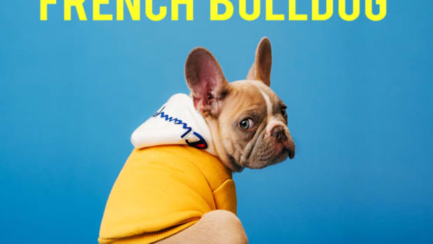 types-of-french-bulldog-dog-breed-information