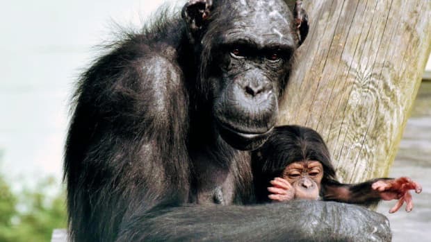 world-chimpanzee-day