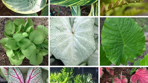 foliage-plants-for-shade