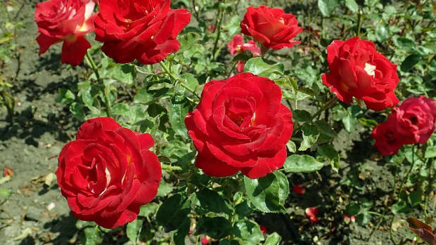 最性感的花园——你是为了买玫瑰