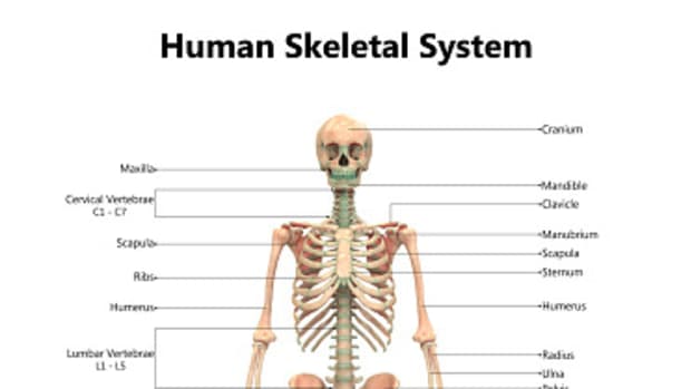 our-skeletal-system-the-bones-in-our-body